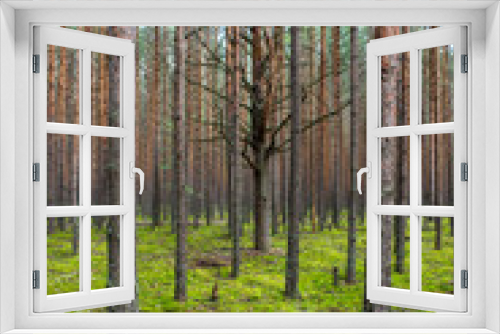 Fototapeta Naklejka Na Ścianę Okno 3D - Coniferous forest with smooth parallel trunks of pine trees and soft green moss on a summer day