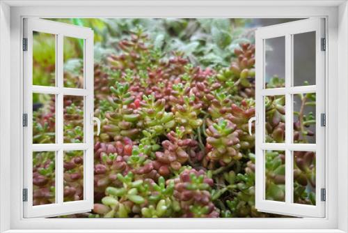 Fototapeta Naklejka Na Ścianę Okno 3D - Beautiful succulents for growing in the garden