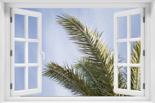 Fototapeta Naklejka Na Ścianę Okno 3D - Palm tree leaves summer tropical background