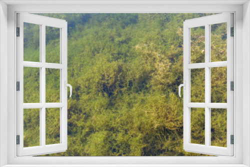Fototapeta Naklejka Na Ścianę Okno 3D - Algae closeup in lake waters with crystal texture. A bed of green algae under water.