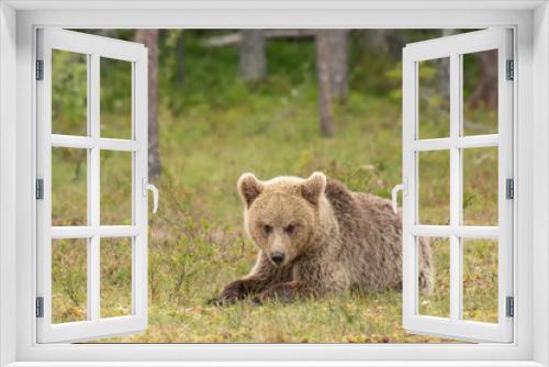 Fototapeta Naklejka Na Ścianę Okno 3D - Young Brown bear (Ursus arctos) lying down on a Finnish bog