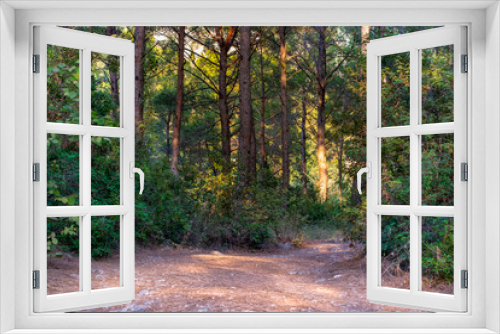 Fototapeta Naklejka Na Ścianę Okno 3D - Beautiful walking path in the pine forest