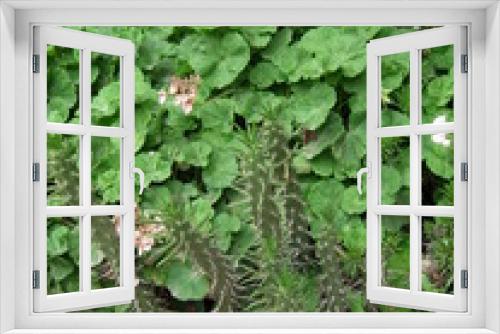 Fototapeta Naklejka Na Ścianę Okno 3D - plante pérou