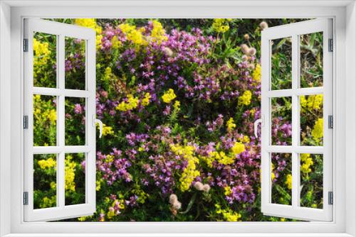 Fototapeta Naklejka Na Ścianę Okno 3D - Yellow and purple flowers close up