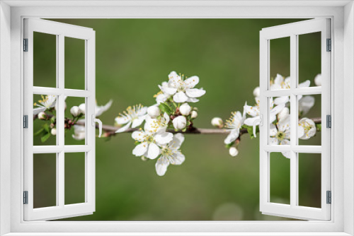 Fototapeta Naklejka Na Ścianę Okno 3D - Plum vintage flowers