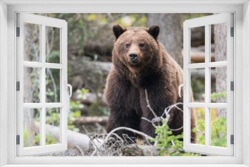Fototapeta Naklejka Na Ścianę Okno 3D - Grizzly bears during mating season in the wild