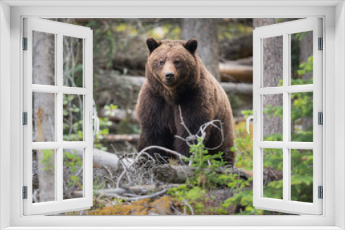 Fototapeta Naklejka Na Ścianę Okno 3D - Grizzly bears during mating season in the wild