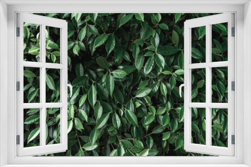 Fototapeta Naklejka Na Ścianę Okno 3D - Dark green Banyan leaves in garden