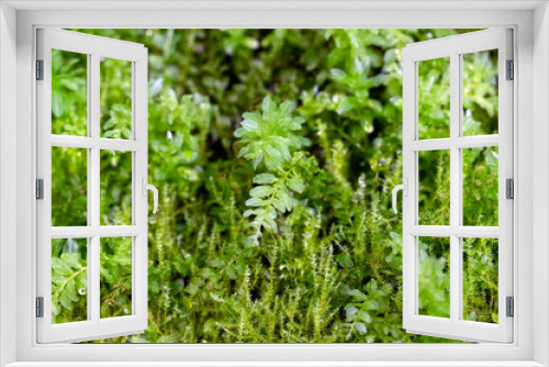 Fototapeta Naklejka Na Ścianę Okno 3D - Pflanzen und Blüten
