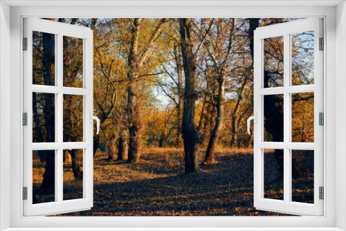 Fototapeta Naklejka Na Ścianę Okno 3D - Autumn forest - beautiful wild landscape, bright sunlight and shadows at sunset, golden fallen leaves and branches, nature and season details.