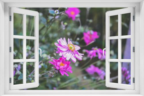 Fototapeta Naklejka Na Ścianę Okno 3D - beautiful wildflowers in the garden