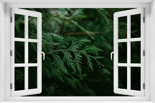 Fototapeta Naklejka Na Ścianę Okno 3D - coniferous green abstract background