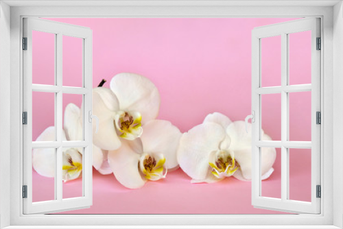 Fototapeta Naklejka Na Ścianę Okno 3D - Beautiful flowers white orchids on a pink paper background with space for text