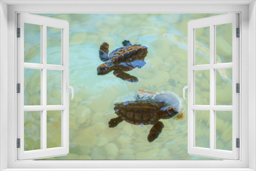 Fototapeta Naklejka Na Ścianę Okno 3D - Baby sea turtles hatching swimming and catching food under clear sea water.