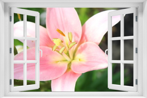 Fototapeta Naklejka Na Ścianę Okno 3D - beautiful flower