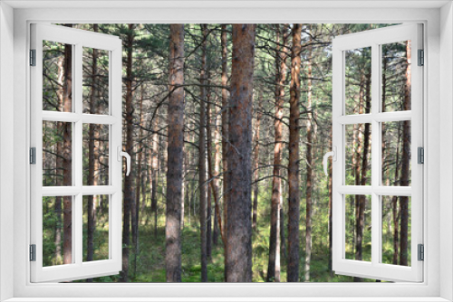 Fototapeta Naklejka Na Ścianę Okno 3D - Pine forest.