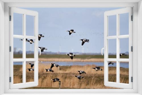 Fototapeta Naklejka Na Ścianę Okno 3D - Greylag goose