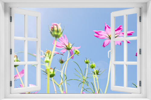 Fototapeta Naklejka Na Ścianę Okno 3D - Cosmos Flowers on blue sky.