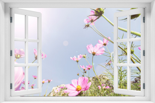Fototapeta Naklejka Na Ścianę Okno 3D - pink cosmos flower blooming.
