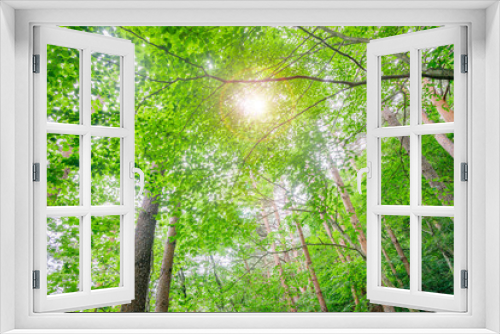 Fototapeta Naklejka Na Ścianę Okno 3D - 森の中の鮮やかな新緑の木