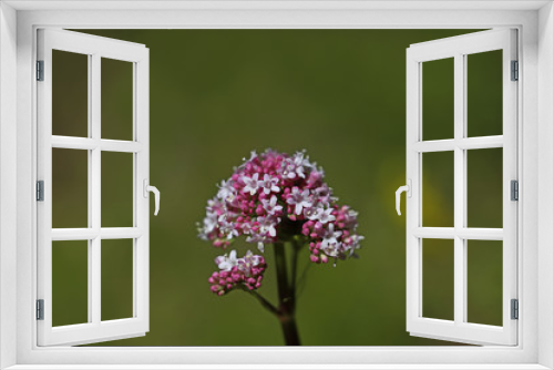 Fototapeta Naklejka Na Ścianę Okno 3D - Catweed Plant ; Valeriana Officinalis