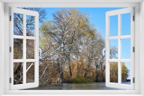 Fototapeta Naklejka Na Ścianę Okno 3D - Riverbank of calm Danube river with green trees in early spring