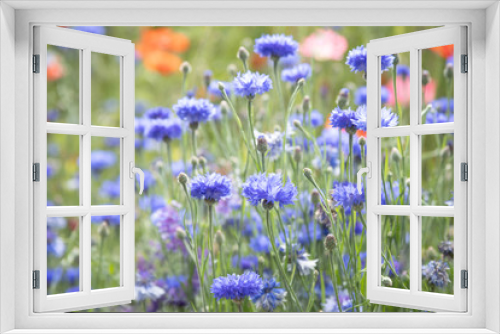 Fototapeta Naklejka Na Ścianę Okno 3D - Original photograph of blue Bachelor Button flowers growing in a field of wildflowers