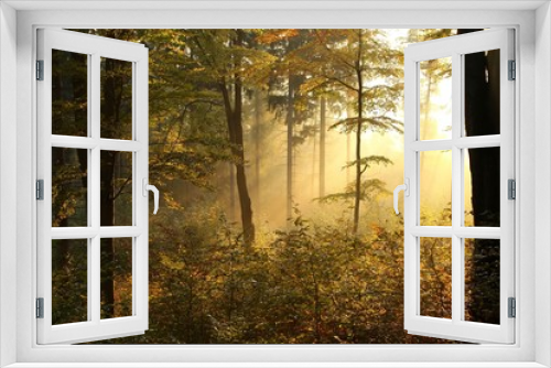 Fototapeta Naklejka Na Ścianę Okno 3D - Picturesque autumnal forest backlit by the rising sun