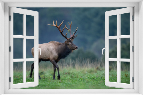 Fototapeta Naklejka Na Ścianę Okno 3D - Bull Elk 