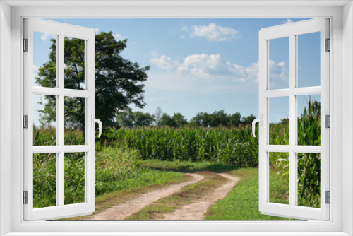 Fototapeta Naklejka Na Ścianę Okno 3D - coltivazione di mais in campagna
