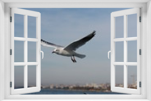 Fototapeta Naklejka Na Ścianę Okno 3D - Seagulls try to catch food that people throwing from ship