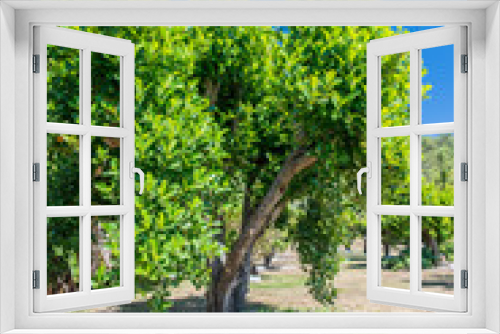 Fototapeta Naklejka Na Ścianę Okno 3D - パラミツの木