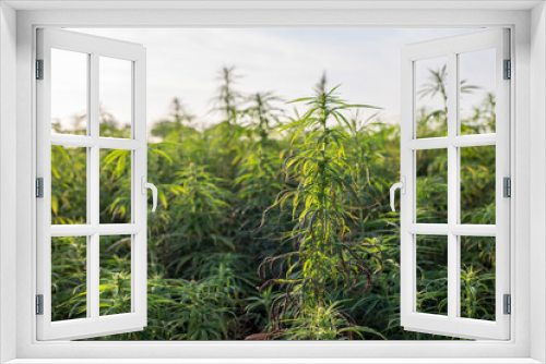 Fototapeta Naklejka Na Ścianę Okno 3D - Example of bad marijuana CBD hemp plants field.