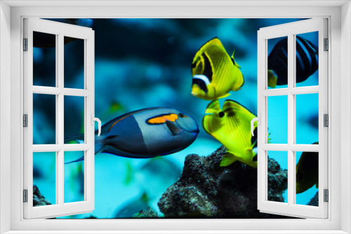 Fototapeta Naklejka Na Ścianę Okno 3D - puffer fish