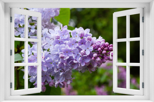 Fototapeta Naklejka Na Ścianę Okno 3D - Blooming lilac (лат. Syringa) in the garden. Beautiful lilac flowers on natural background.