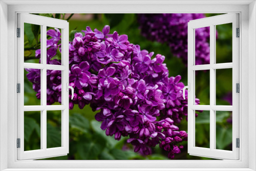 Fototapeta Naklejka Na Ścianę Okno 3D - Blooming lilac (лат. Syringa) in the garden. Beautiful purple lilac flowers on natural background.