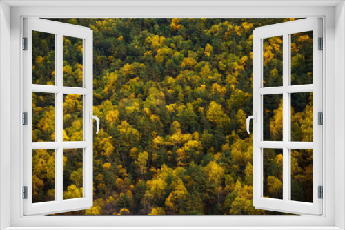 Close-up photo of green, yellow mountain pines