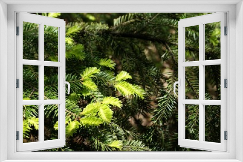 Fototapeta Naklejka Na Ścianę Okno 3D - Fresh green pine branches in the sunny forest on the background