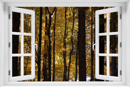 Fototapeta Naklejka Na Ścianę Okno 3D - Herbst Wald Tirol