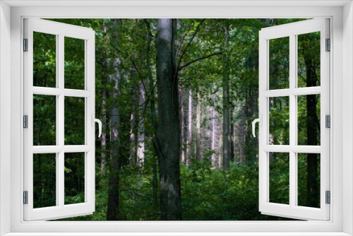 Fototapeta Naklejka Na Ścianę Okno 3D - Forest Light