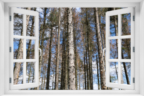 Fototapeta Naklejka Na Ścianę Okno 3D - Vertrocknete Bäume im Westerwald im August 2019 - Stockfoto