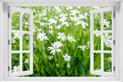Fototapeta Naklejka Na Ścianę Okno 3D - Nature small white spring flowers closeup wild blooming field close up