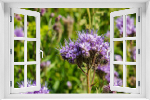 Fototapeta Naklejka Na Ścianę Okno 3D - Blooming violet phacelia in the field. Floral background.