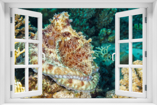 Fototapeta Naklejka Na Ścianę Okno 3D - The octopus mimics the coral. Octopus vulgaris. Red sea. Egypt.