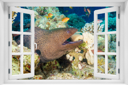 Fototapeta Naklejka Na Ścianę Okno 3D - Giant Moray eel-Gymnothorax thyrsoideus. Red sea, Egypt.
