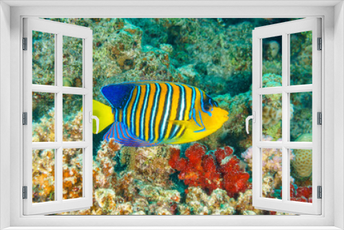 Fototapeta Naklejka Na Ścianę Okno 3D - Royal angelfish (Pygoplites diacanthus). Red Sea, Egypt.
