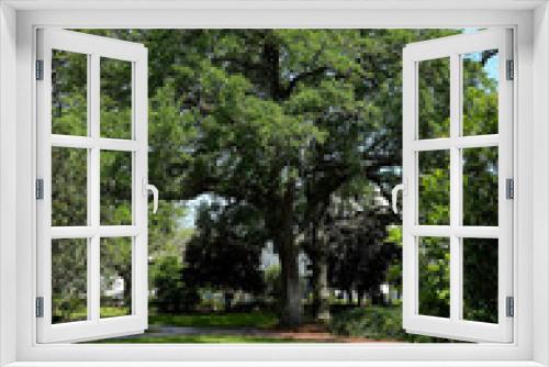 Fototapeta Naklejka Na Ścianę Okno 3D - Large live oak tree in a park