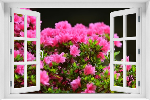 Fototapeta Naklejka Na Ścianę Okno 3D - 紅いツツジの花