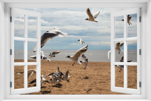 Fototapeta Naklejka Na Ścianę Okno 3D - A flock of seagulls on the beach on a sunny day