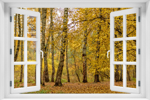 Fototapeta Naklejka Na Ścianę Okno 3D - Autumn in forest  yellow leaf birch